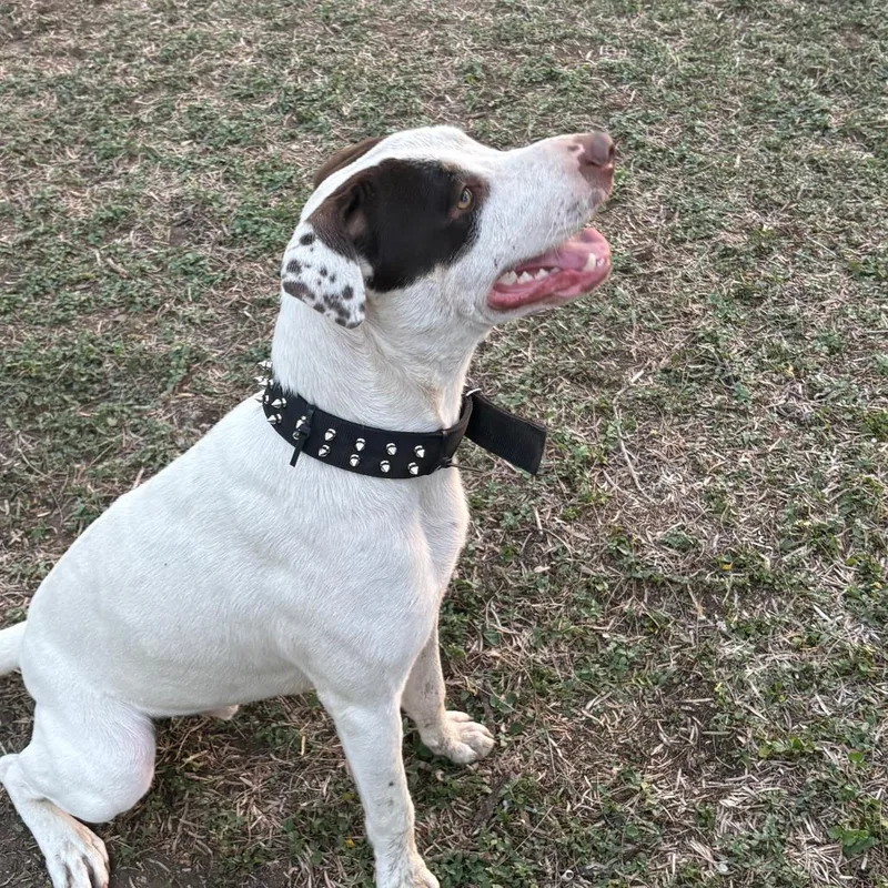 A young medium-sized male White / Cream Mixed Breed dog named Romeo for adoption in Floresville, TX