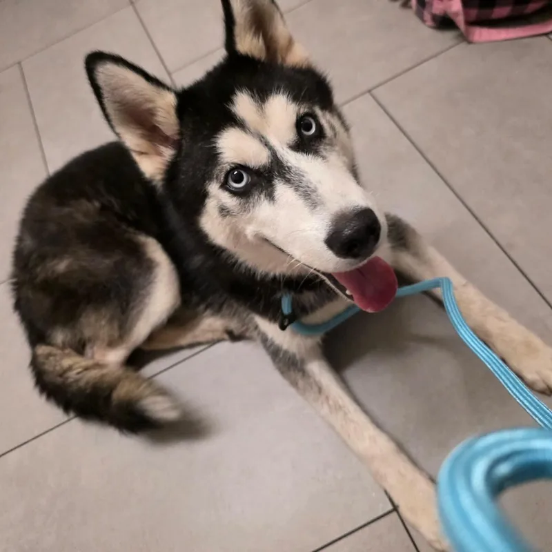Pogo