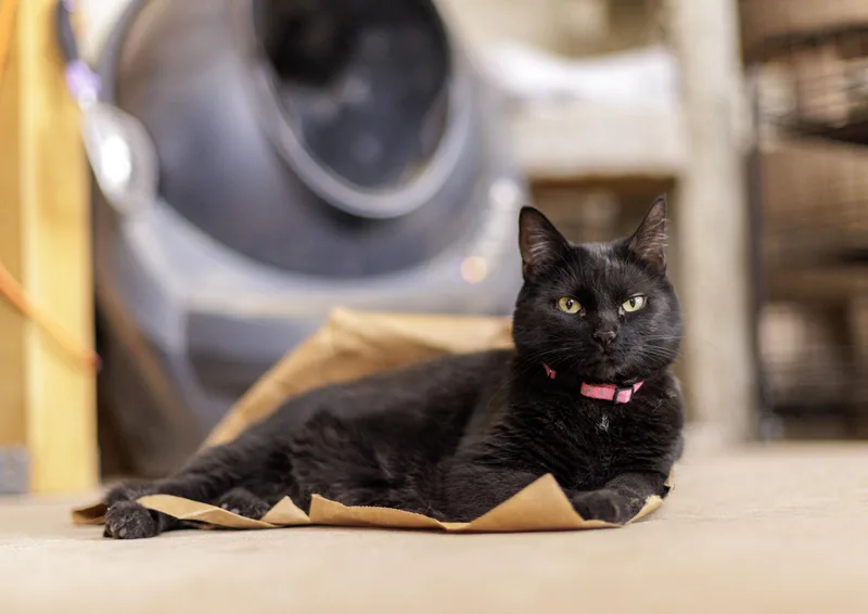 An adult medium-sized female Black Domestic Short Hair cat named Lucifer for adoption in Marana, AZ