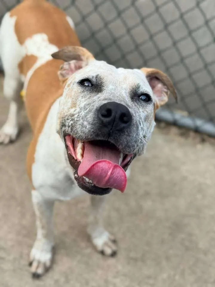 An adult medium-sized female Brown / Chocolate Pit Bull Terrier dog named Potpourri for adoption in Chicago, IL