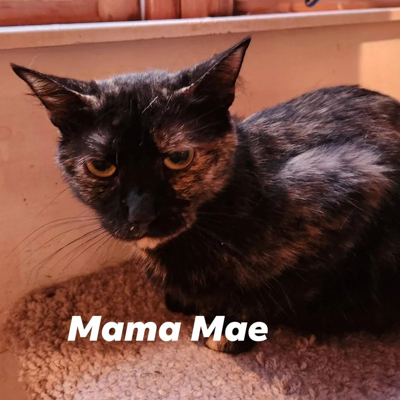 Mae