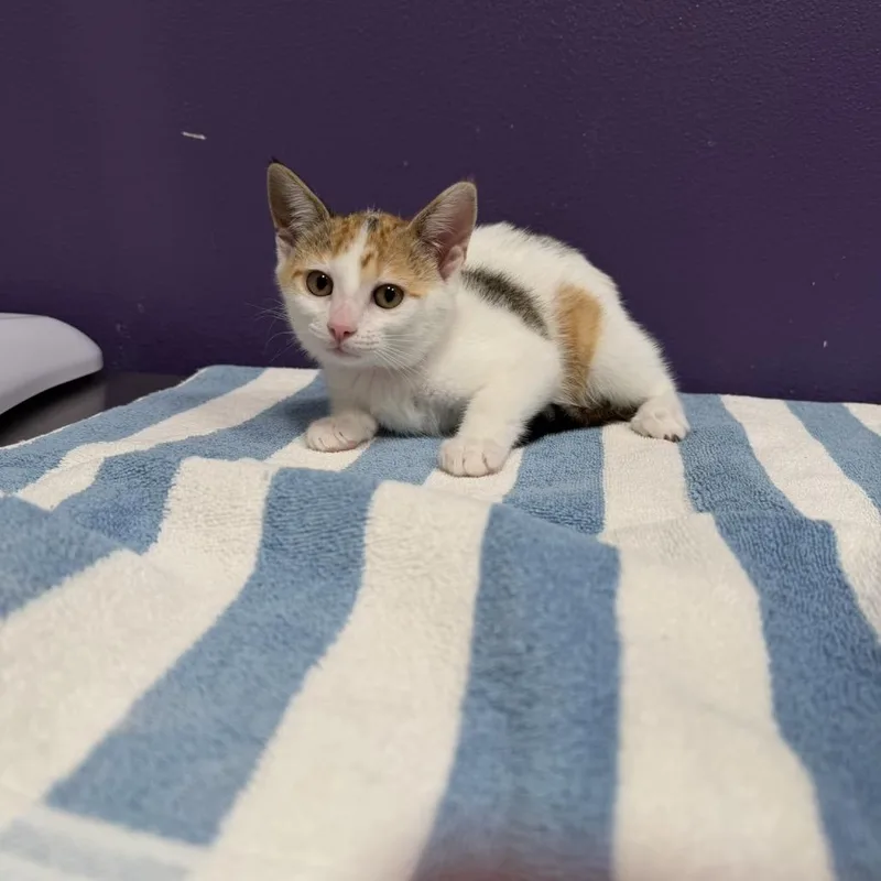 A baby small-sized female White Domestic Short Hair cat named Rishi for adoption in Englewood, FL