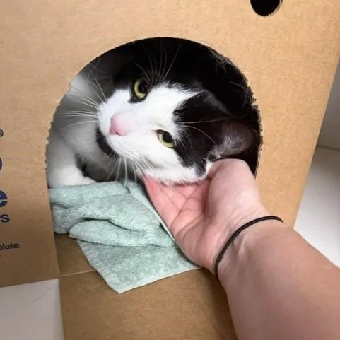 An adult large-sized male Black Domestic Short Hair cat named Convoy for adoption in Novelty, OH