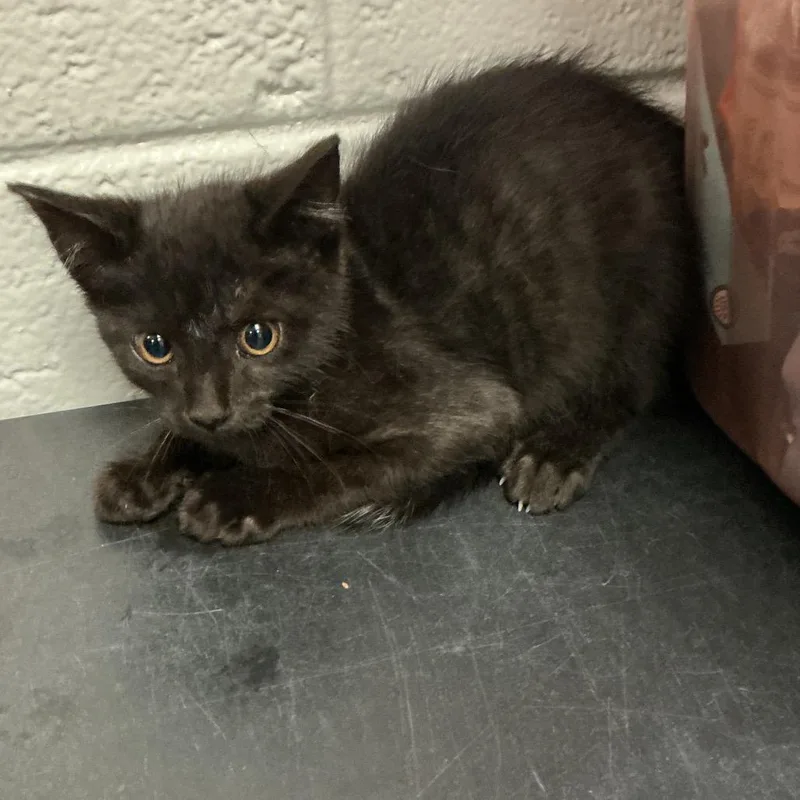 A baby small-sized male Black Domestic Short Hair cat named Chick O Stick for adoption in Spruce Pine, NC