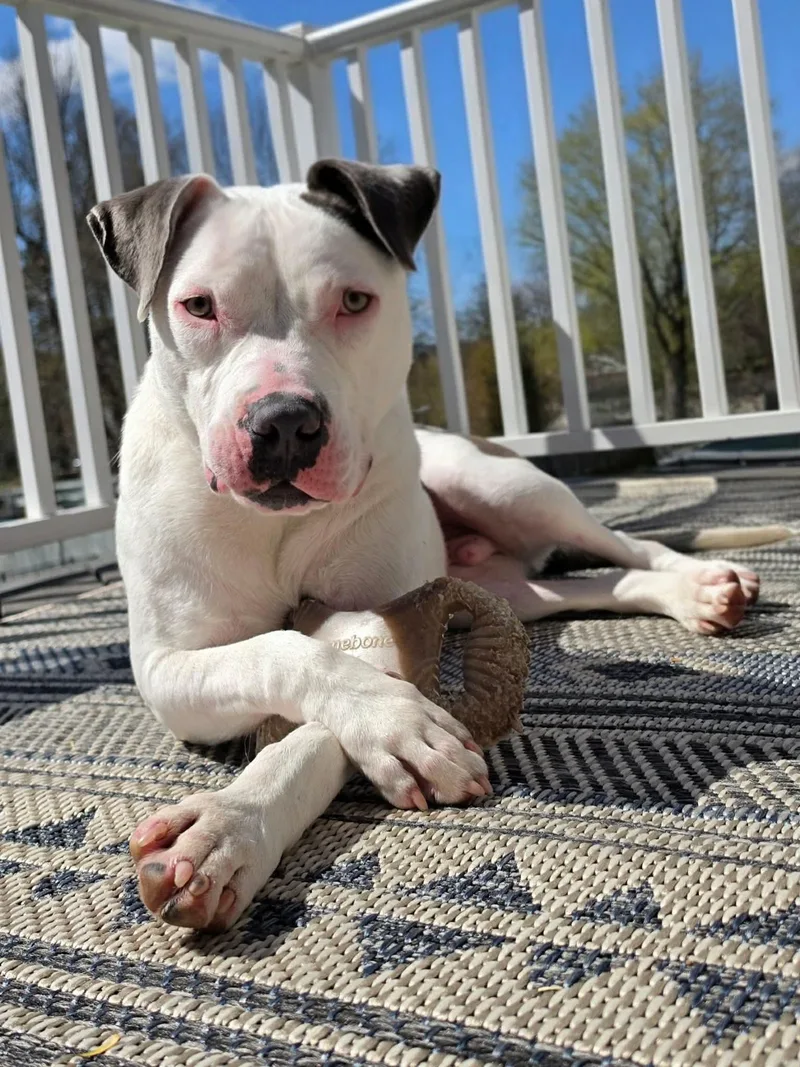 A baby medium-sized male Terrier dog named Ray for adoption in Highland, NY