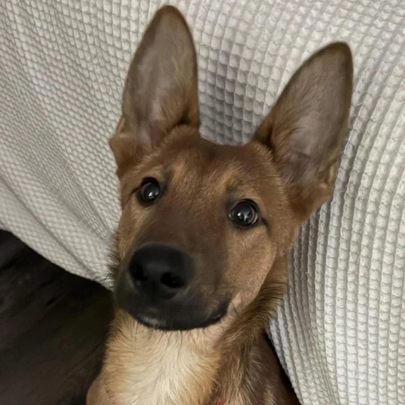 Odysseus thumbnail 2