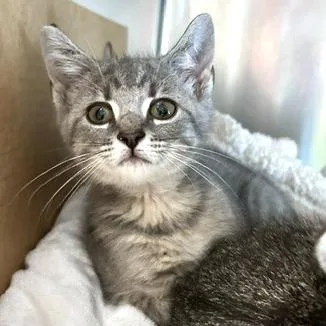 A baby small-sized female Gray / Blue / Silver Domestic Short Hair cat named Scary Spice for adoption in Novelty, OH