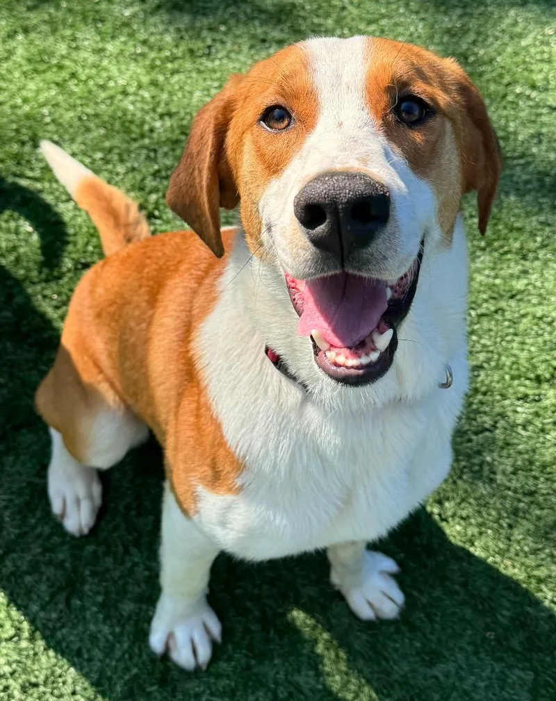Rufus