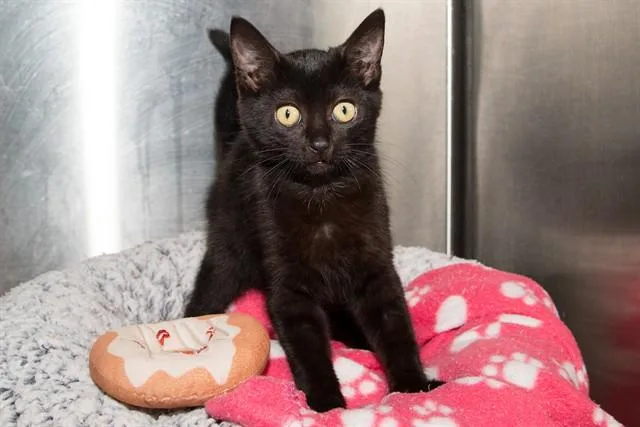 A baby small-sized male Domestic Short Hair cat named Chococat for adoption in Santa Monica, CA