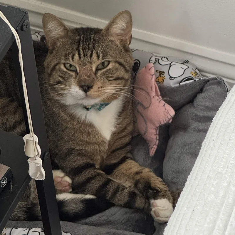 A young medium-sized male Tabby (Buff / Tan / Fawn) Domestic Short Hair cat named Benny for adoption in Weehawken, NJ