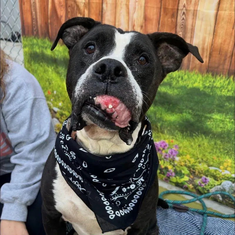 An adult medium-sized male Black Mixed Breed dog named Chewbacca for adoption in Warren, OH