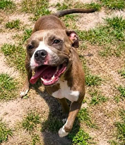 A young medium-sized female American Staffordshire Terrier dog named Greta for adoption in Palm Coast, FL