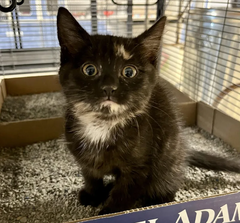 A baby medium-sized female Tortoiseshell Domestic Short Hair cat named Miss Molly for adoption in Seville, OH