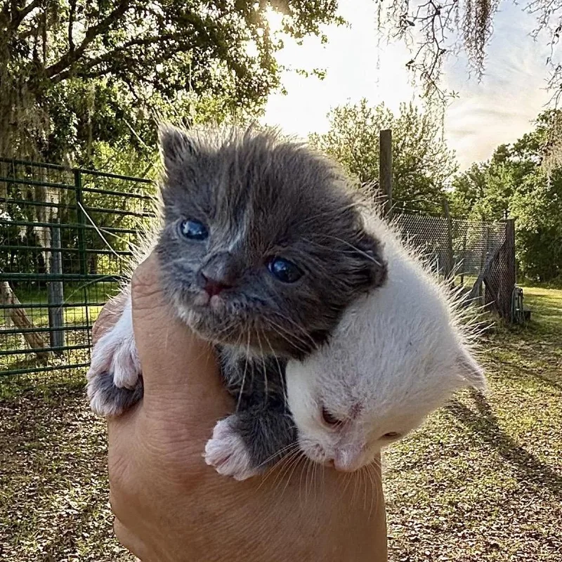 A baby small-sized male Gray / Blue / Silver Domestic Short Hair cat named Finnegan for adoption in Lutz, FL