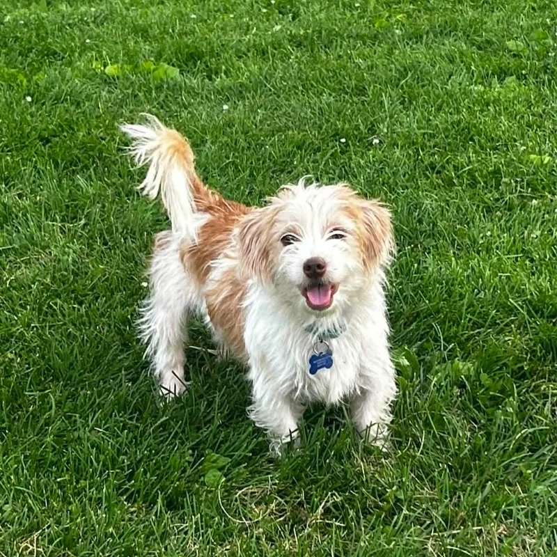 An adult small-sized male Terrier dog named Habanero for adoption in De Pere, WI