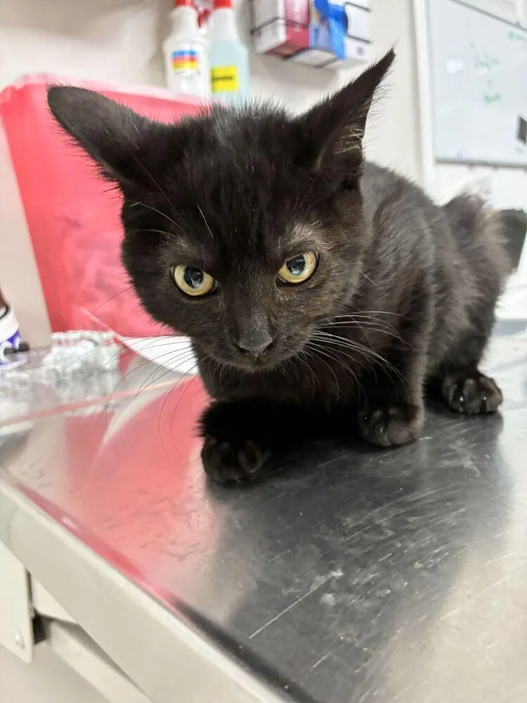 A baby small-sized female Domestic Short Hair cat named Black Beauty for adoption in Marietta, GA