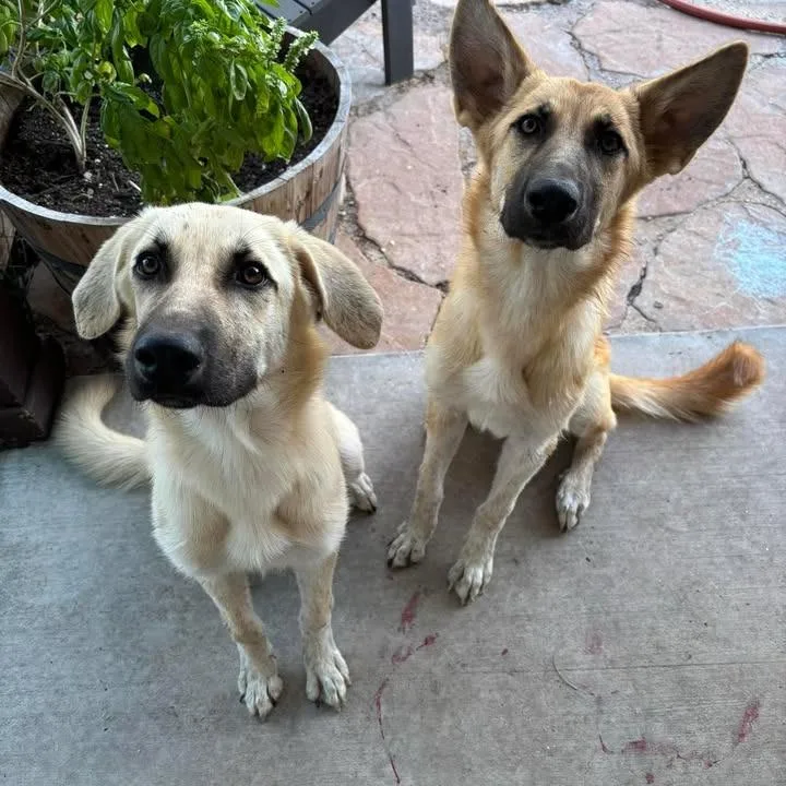 Whiskey P thumbnail 2