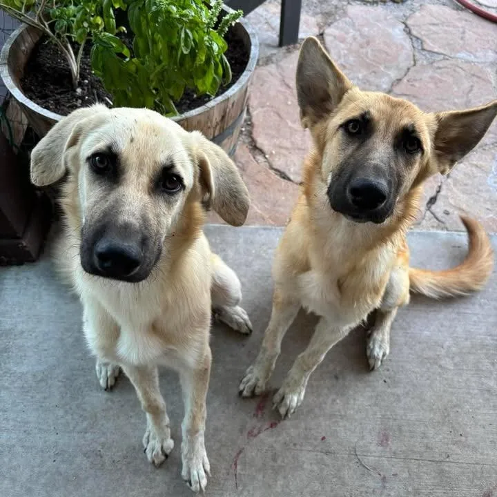 Whiskey P thumbnail 3