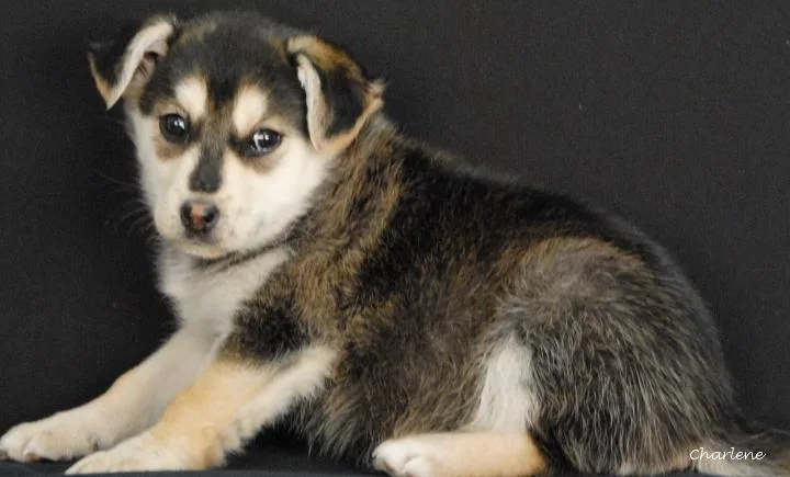A baby medium-sized female Black German Shepherd Dog dog named Kimchi for adoption in Newland, NC