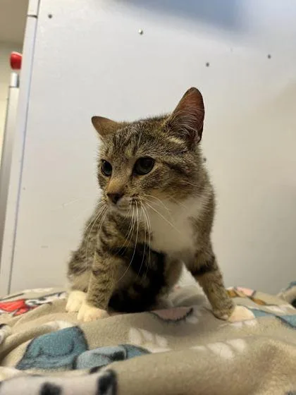 An adult small-sized female Domestic Short Hair cat named Shubble for adoption in Spruce Pine, NC