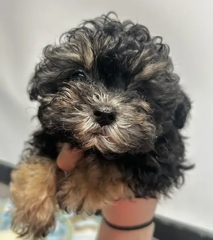 Bobble Fka Dog
