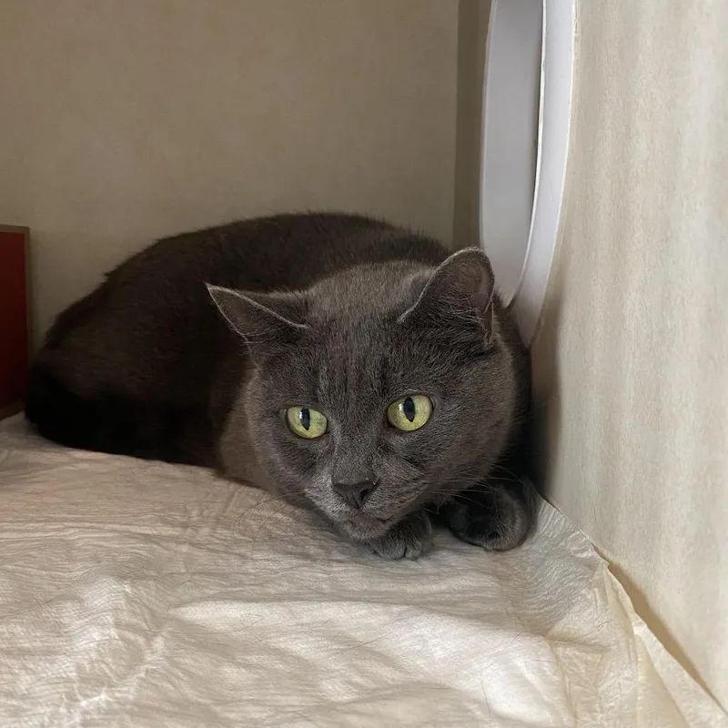 An adult medium-sized female Gray / Blue / Silver Domestic Short Hair cat named Wagsstray for adoption in Westminster, CA