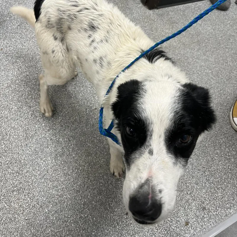 An adult medium-sized male White / Cream Border Collie dog named Weston for adoption in Durango, CO