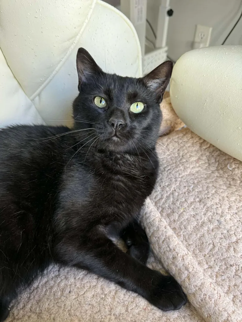 An adult medium-sized male Black Domestic Short Hair cat named Shadow for adoption in Roslindale, MA
