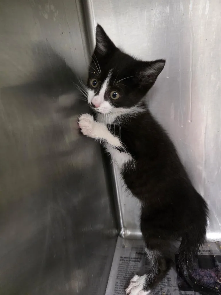 A baby small-sized female Domestic Short Hair cat named Scoot for adoption in Angola, IN