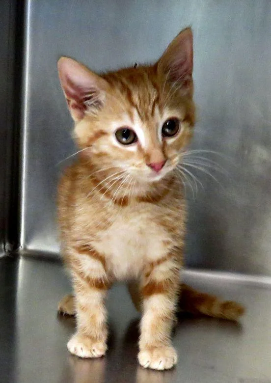 A baby medium-sized male Tabby (Orange / Red) Domestic Short Hair cat named Rob for adoption in Lexington, VA