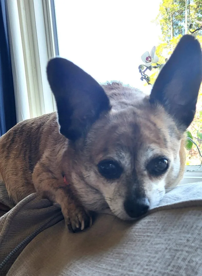 Cici