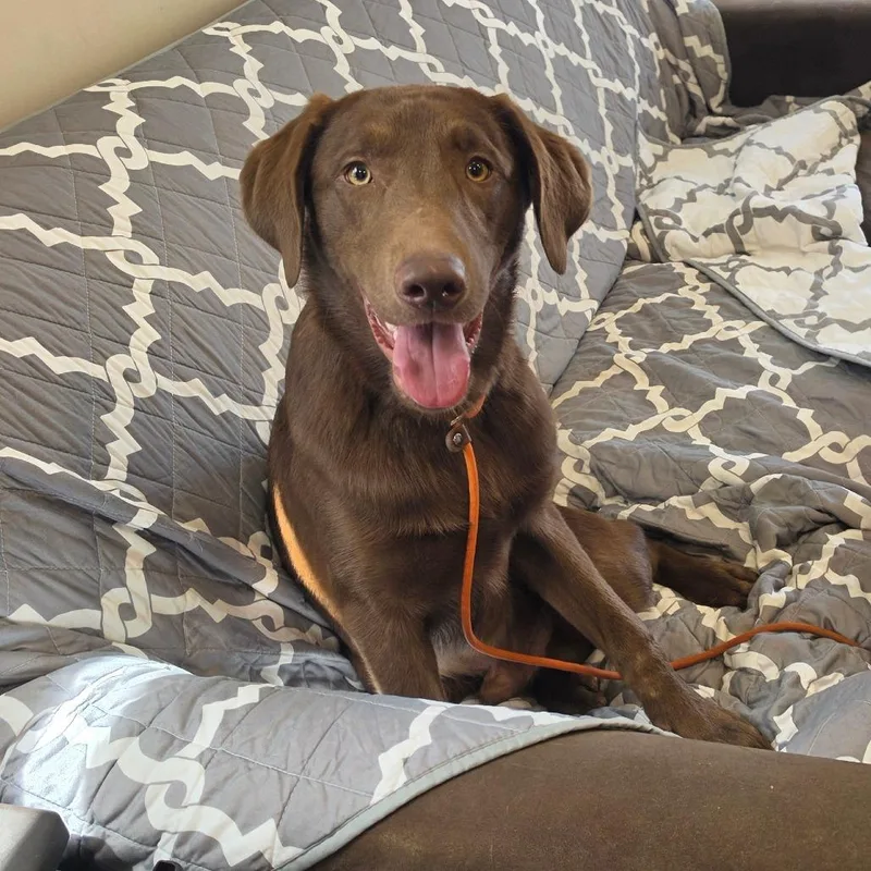 A young medium-sized male Brown / Chocolate Chocolate Labrador Retriever dog named Godrick for adoption in Easton, PA