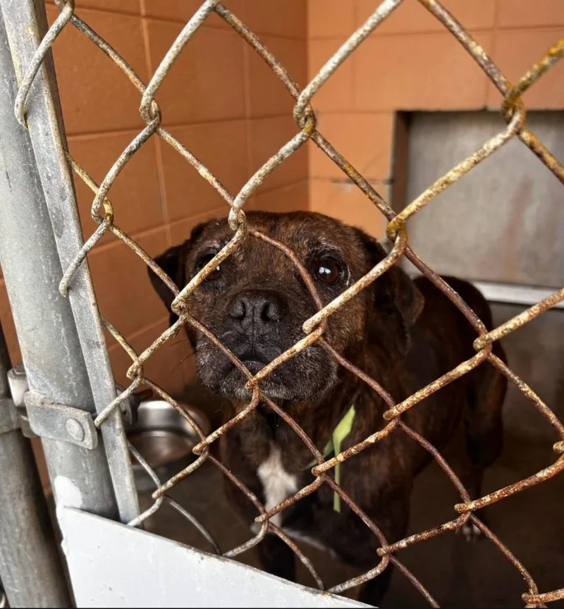 An adult medium-sized female Pit Bull Terrier dog named Fantasma for adoption in Gautier, MS