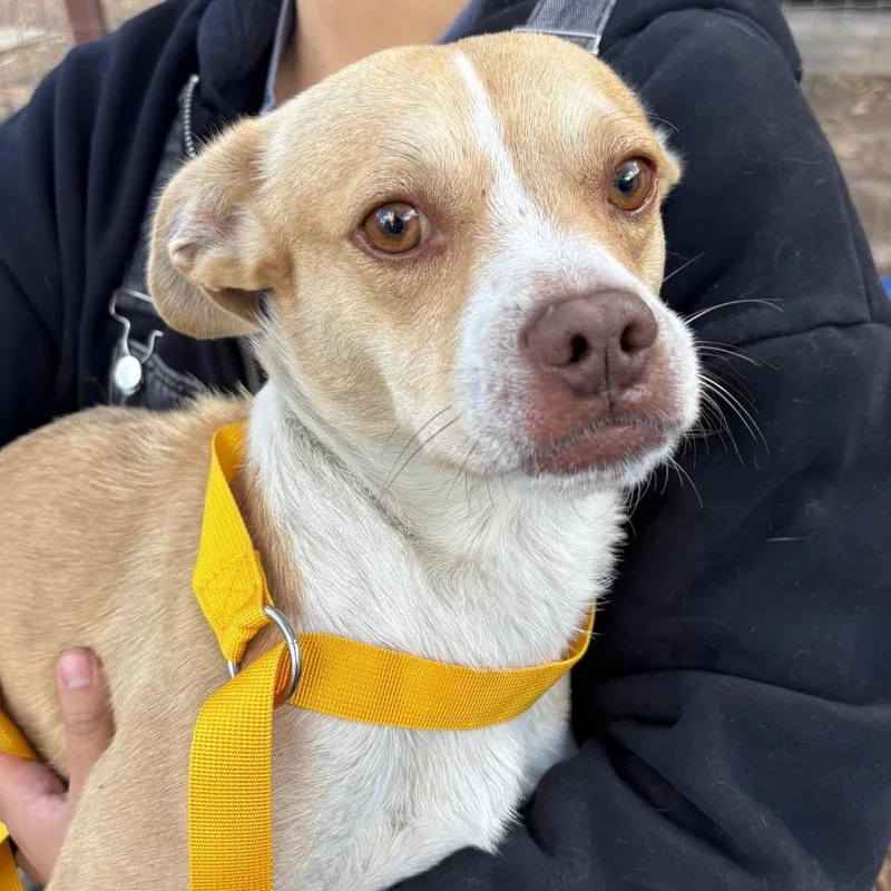 An adult small-sized male Apricot / Beige Chihuahua dog named Spud for adoption in Sonoma, CA