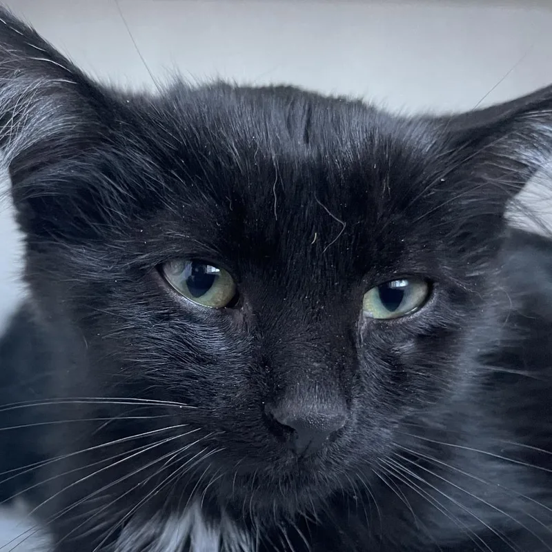 A baby small-sized male Black Domestic Short Hair cat named Mathias for adoption in Buffalo, WY