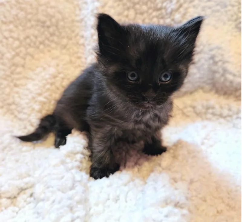 A baby medium-sized male Maine Coon cat named Cole for adoption in toledo, OH