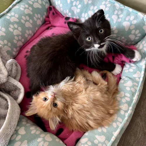 A baby small-sized male Domestic Medium Hair cat named Diavola for adoption in Fishers, IN