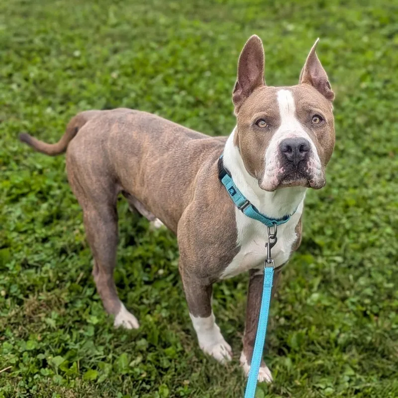 An adult large-sized male Gray / Blue / Silver Pit Bull Terrier dog named Bubba for adoption in Prairie du Chien, WI