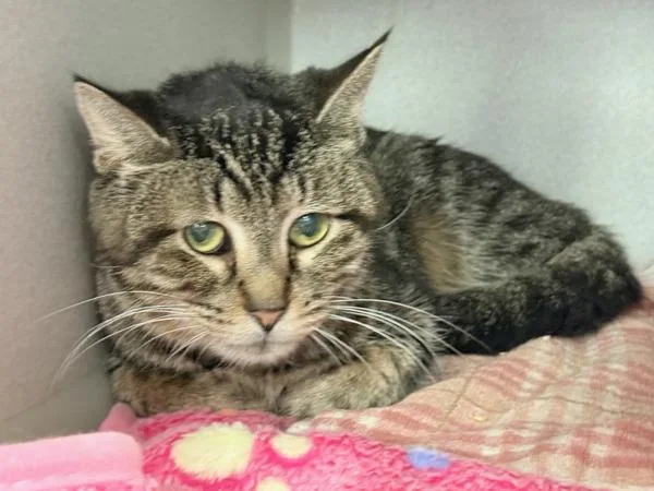 An adult small-sized female Domestic Short Hair cat named Lilypad for adoption in New York, NY