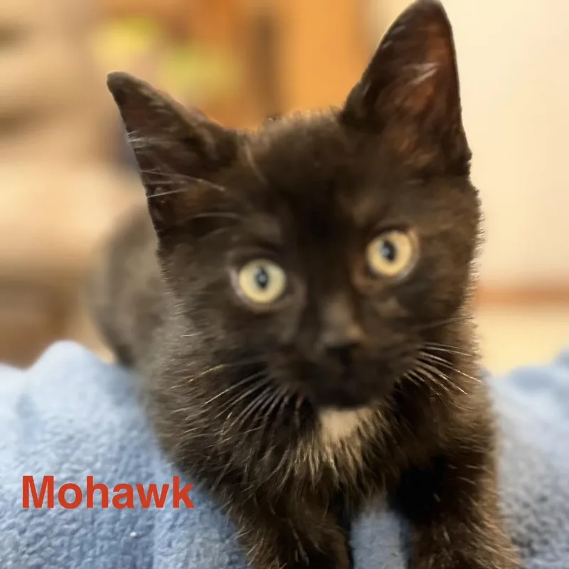 Mohawk
