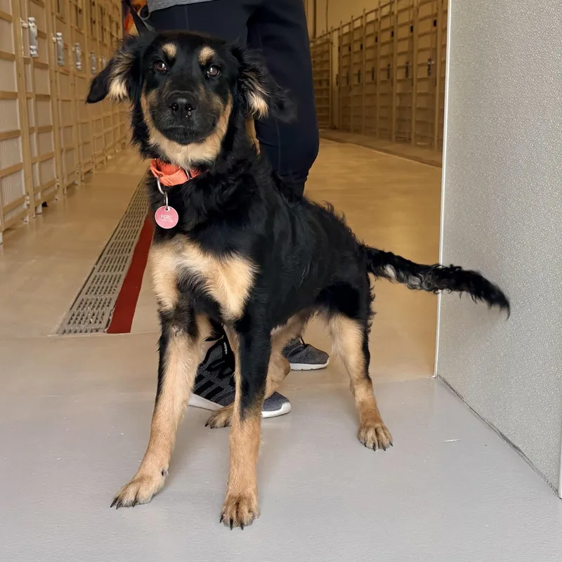 An adult medium-sized female Collie dog named Willow for adoption in Chicago, IL