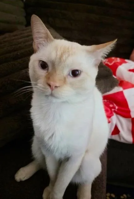A young large-sized male Siamese cat named Toasty for adoption in Augusta, GA