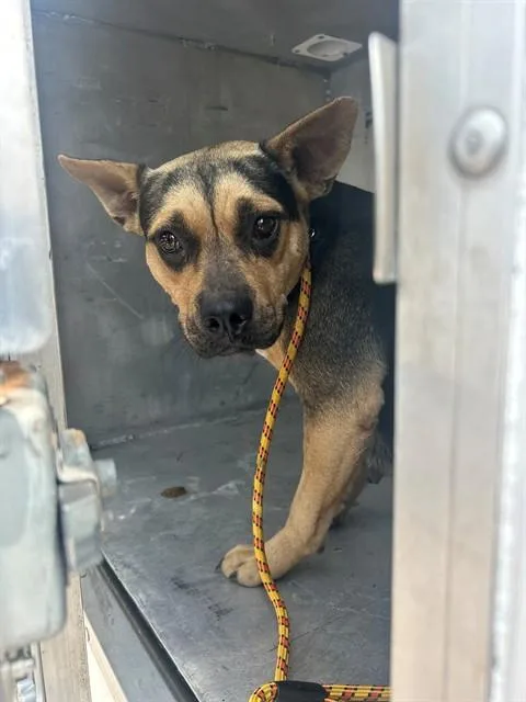 A young medium-sized female Pit Bull Terrier dog named A for adoption in Conroe, TX