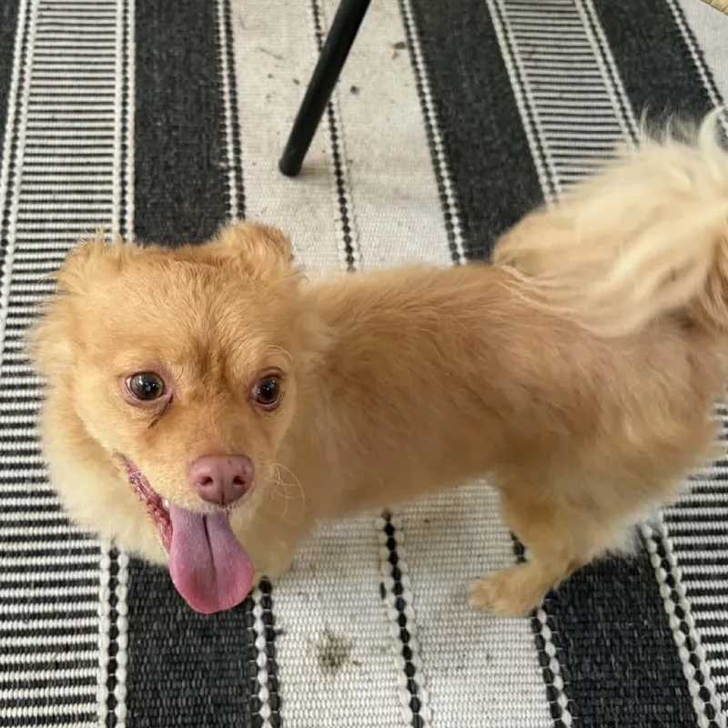 An adult small-sized male Pomeranian dog named Poncho for adoption in Cumming, GA
