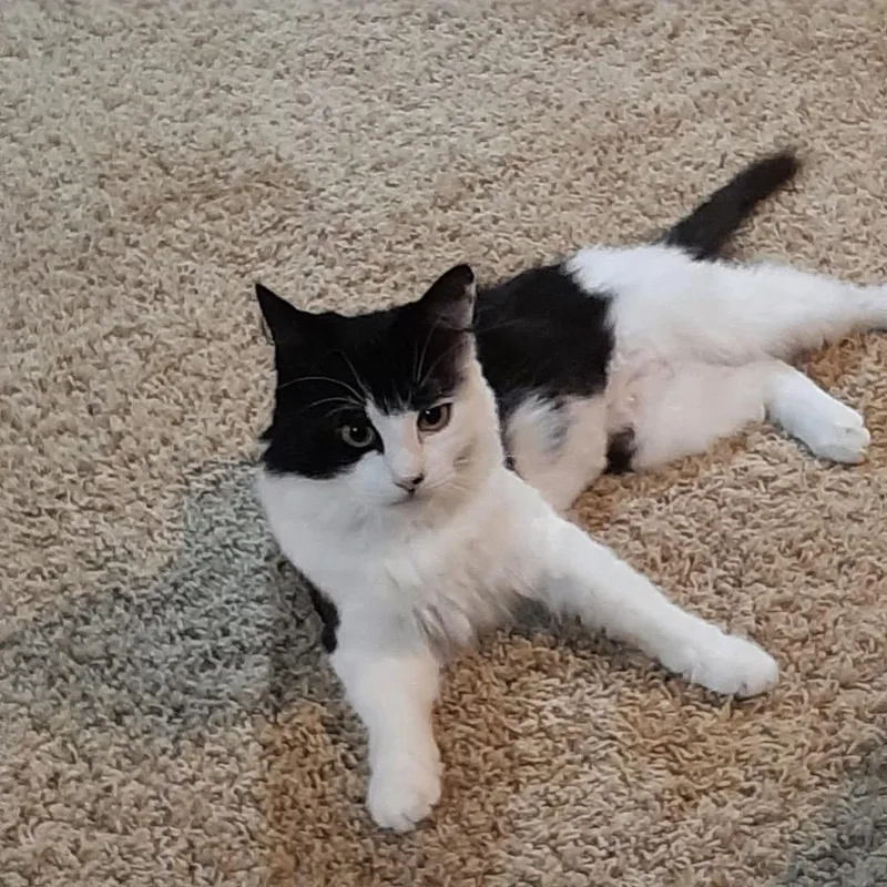 Merlin
