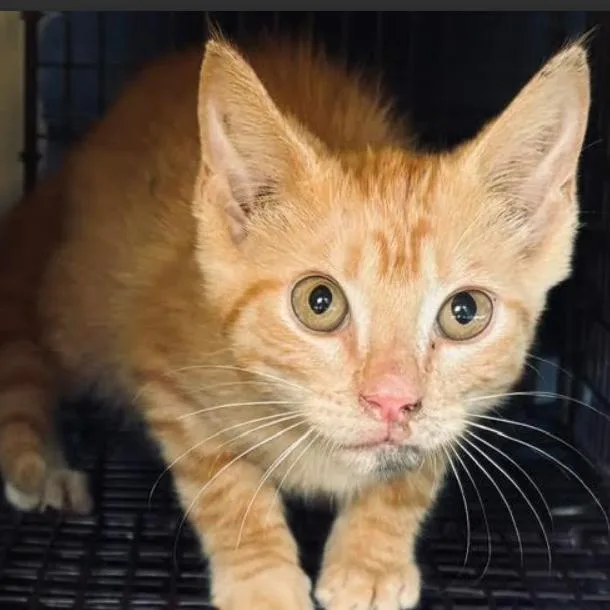 A baby small-sized male Orange / Red Domestic Short Hair cat named Saffron for adoption in Gordonsville, TN