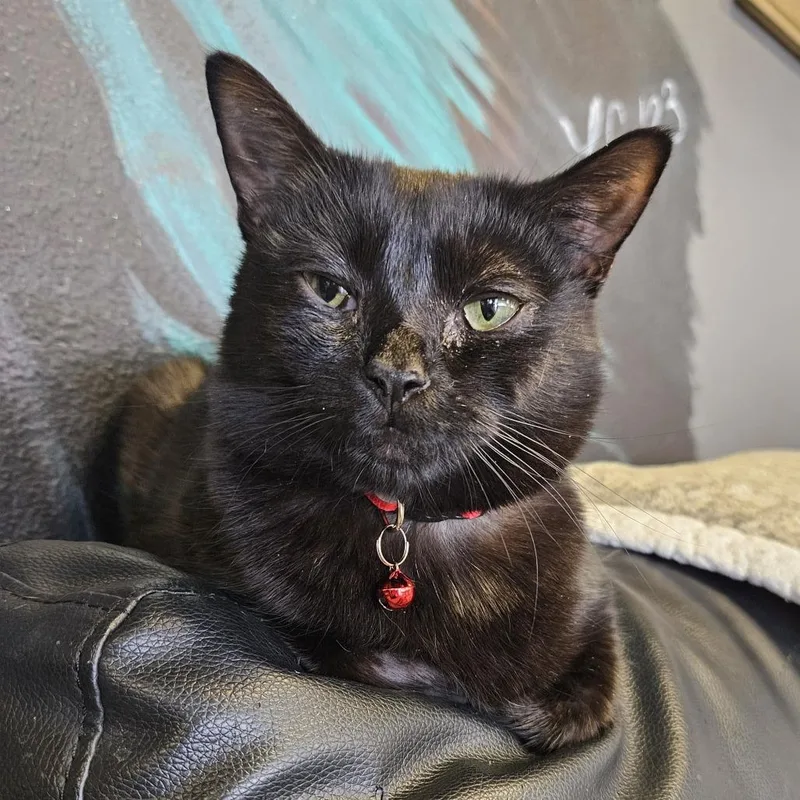 A young medium-sized female Black Domestic Short Hair cat named Silverton for adoption in Las Vegas, NV