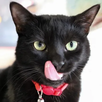 Silverton thumbnail 2