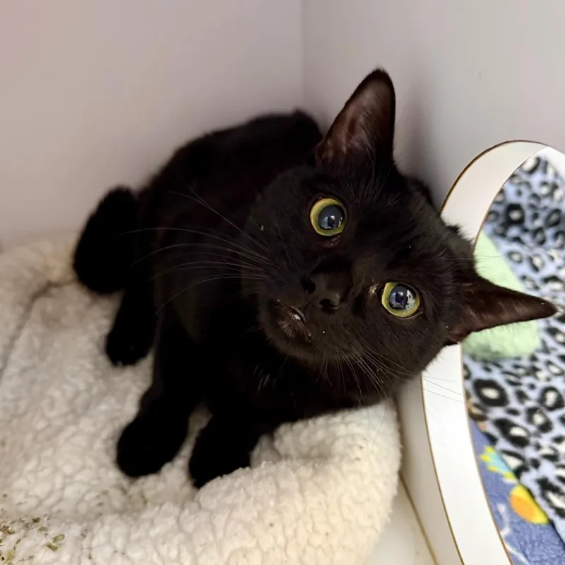 Silverton thumbnail 3