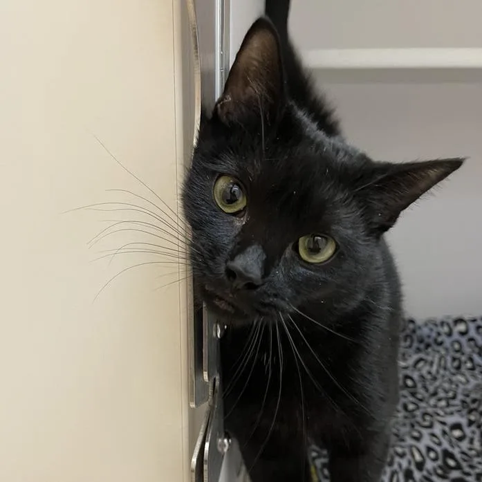 Silverton thumbnail 4